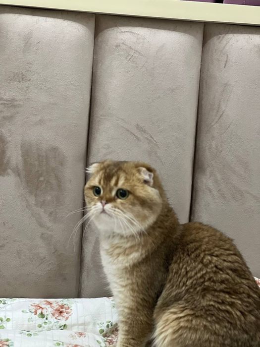 Zalataya winwila fold