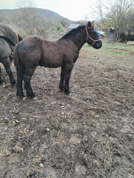 Mânzi de 5 luni și unu de un an