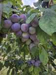 Prune centenar de vanzare