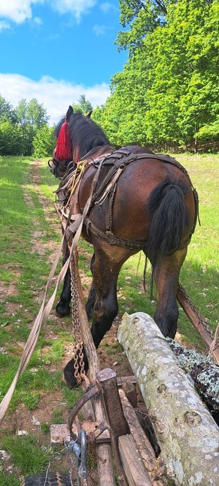 Manz ne castrat [armasar] mazu are 2 ani și jumate