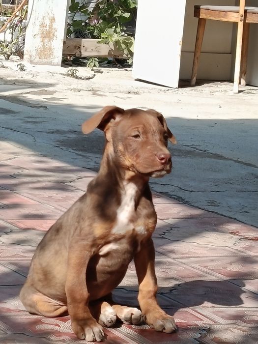 Продаются щенки Питбуль rednous