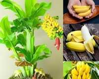 bananier pitic ghiveci seminte