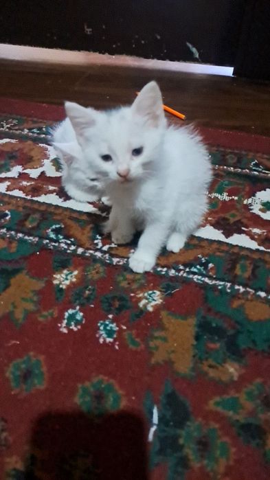 Мушук болалари сотилади Эгасини номери Мушук болалари сотилади