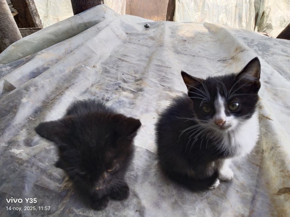 Mushukchalar hadiyaga