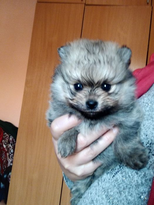 Продам щенка шпица