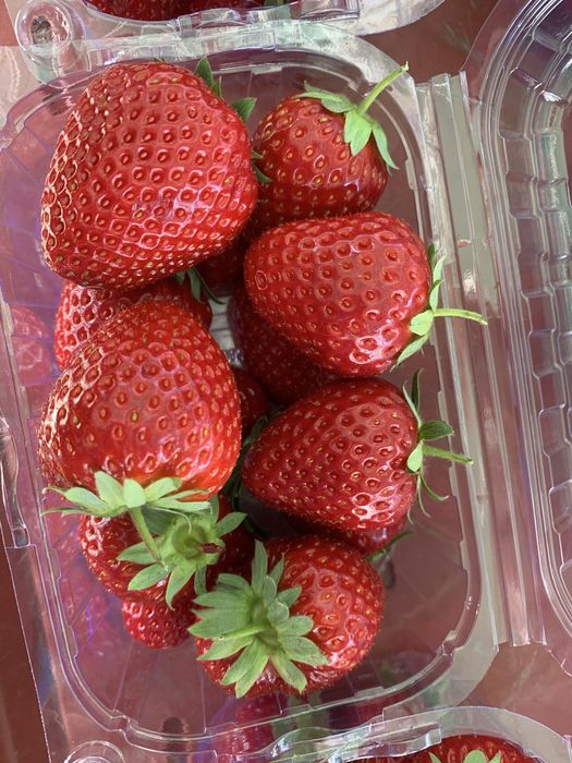 Stoloni de căpșuni si rasad