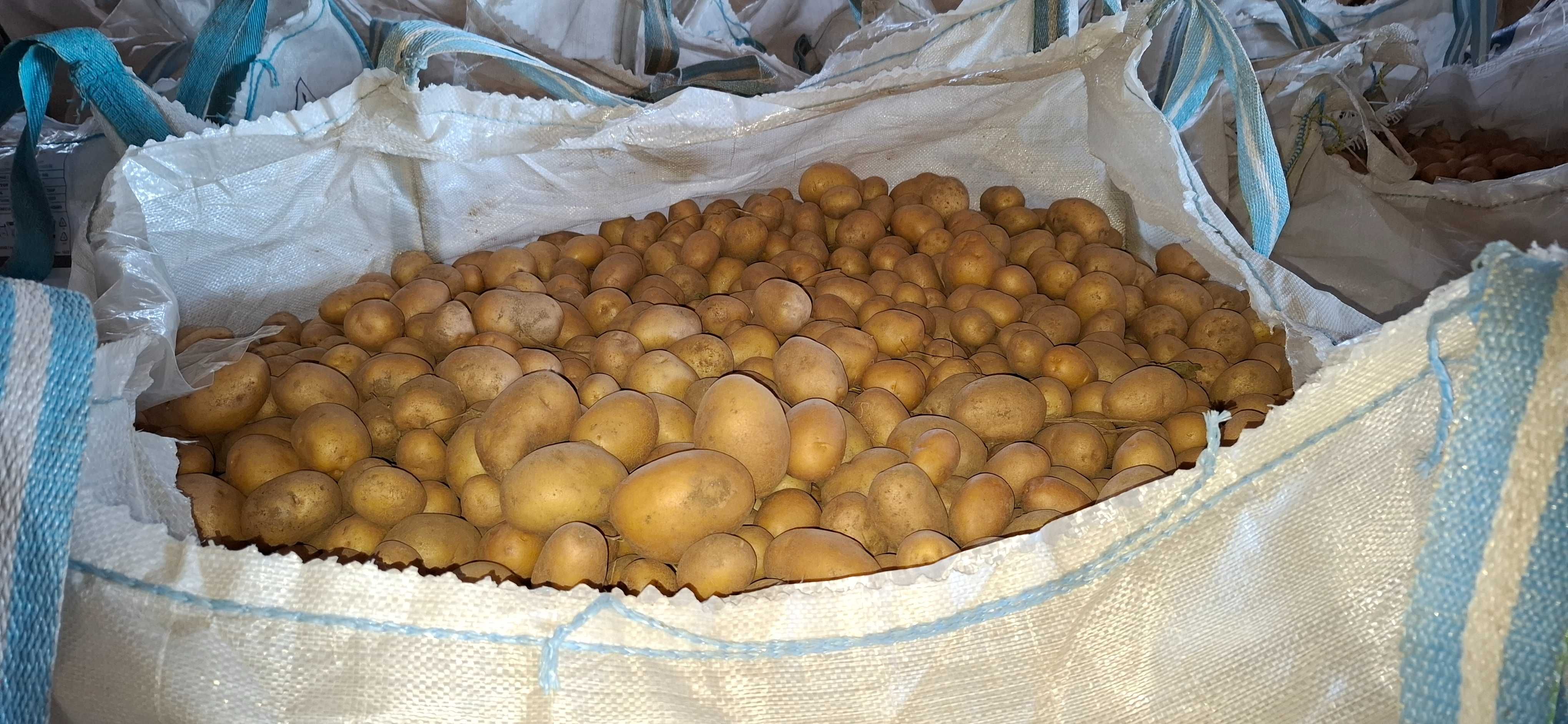 Картофи за консумация и семе