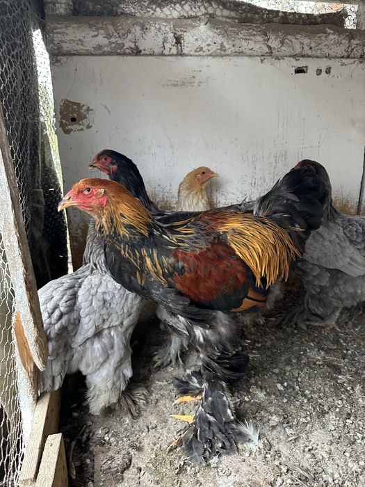 Disponibile Pasari brahma