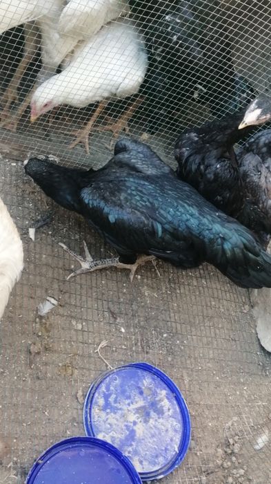 imperia shamo makyoni