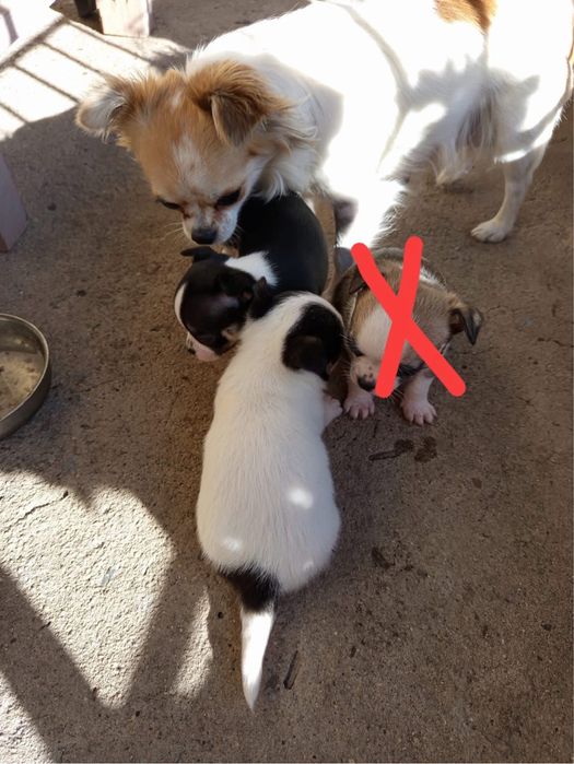 Женски чихуахуа