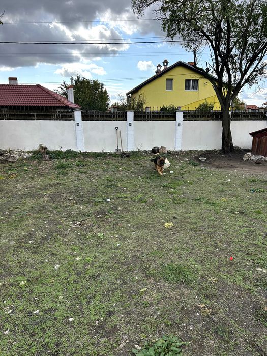 Немска овчарка с родословие