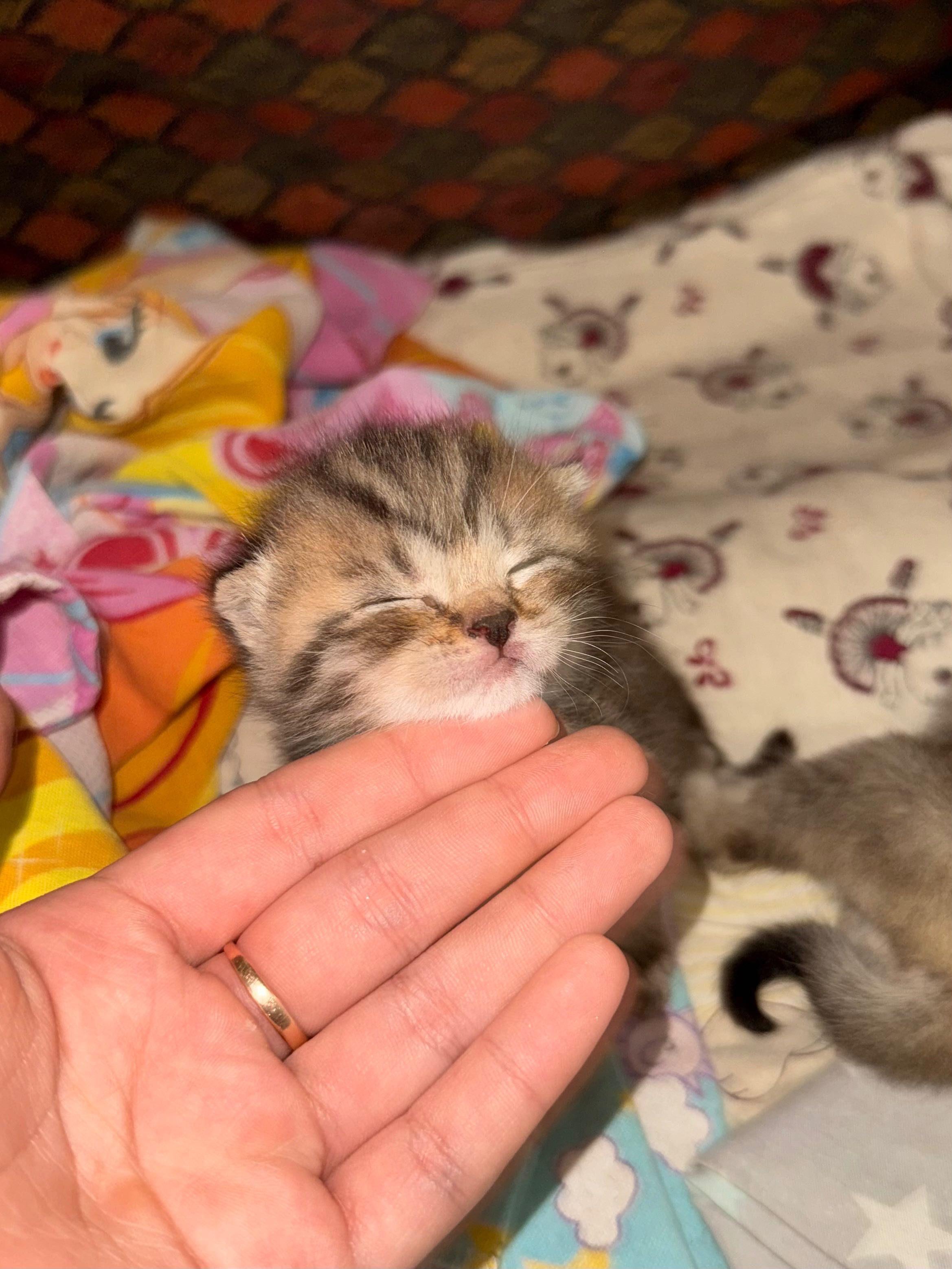 Милые котята ждут своих любящих хозяев