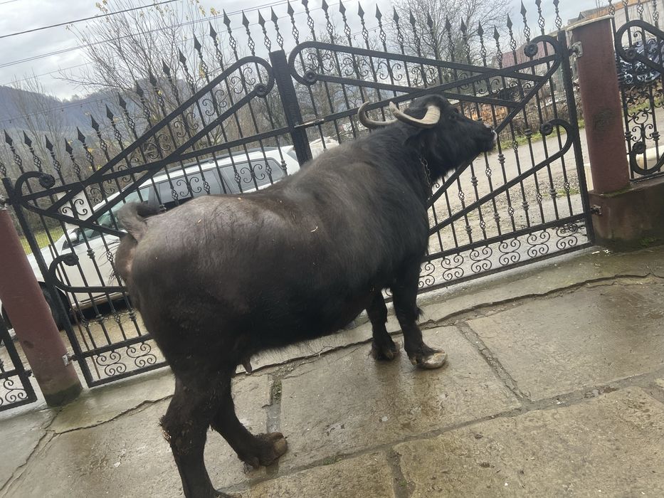 Bivolița de vânzare