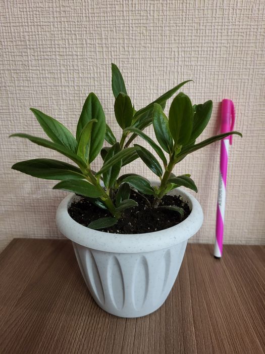 Колумнея продам.