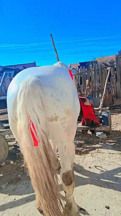 Vând  cal armăsar  forte cuminte   9 pe 10 ani