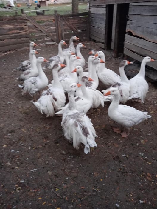 Gâște tinere de vânzare