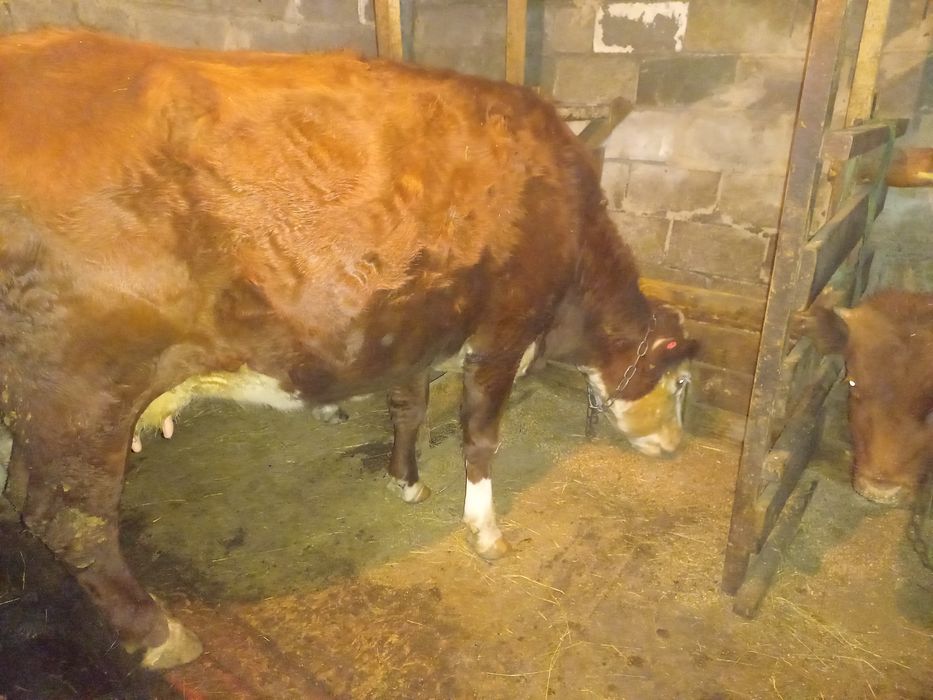 Семіз ақбас тұқымды сиыр сатылады жас. ~