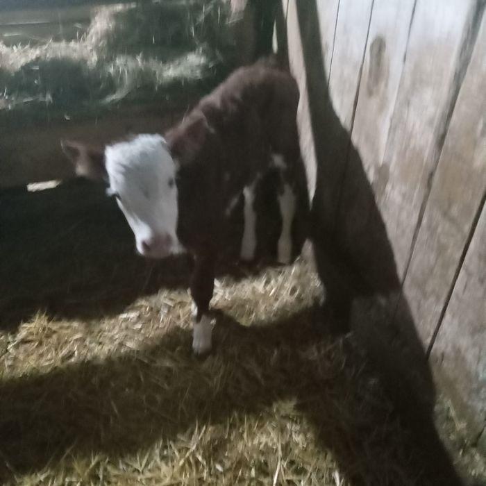 Vitel sugar de vanzare