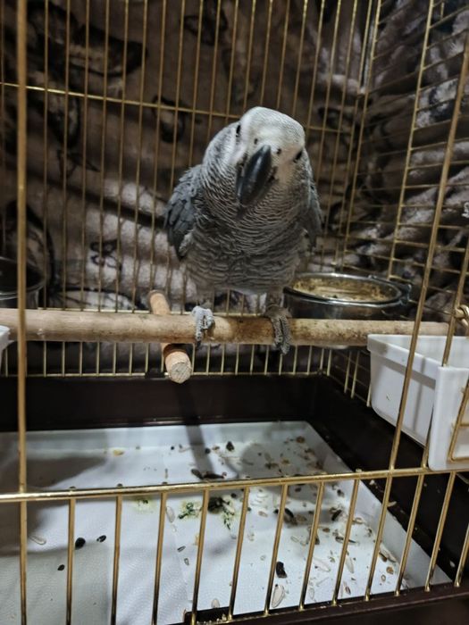 Жако попугай, 1.5 года