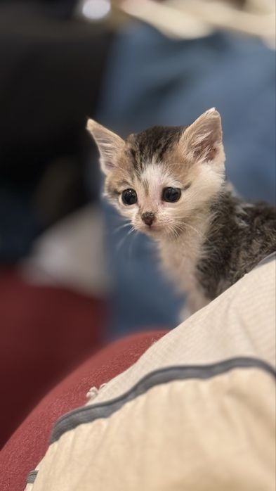 Подарявям мъжко коте