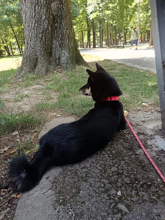 Cazare hotel caini petsitter pt catelul tău oricand & craciun/revelion