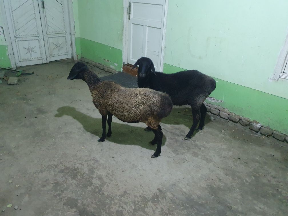 2ta yosh quyla sotiladi Shofirkonda