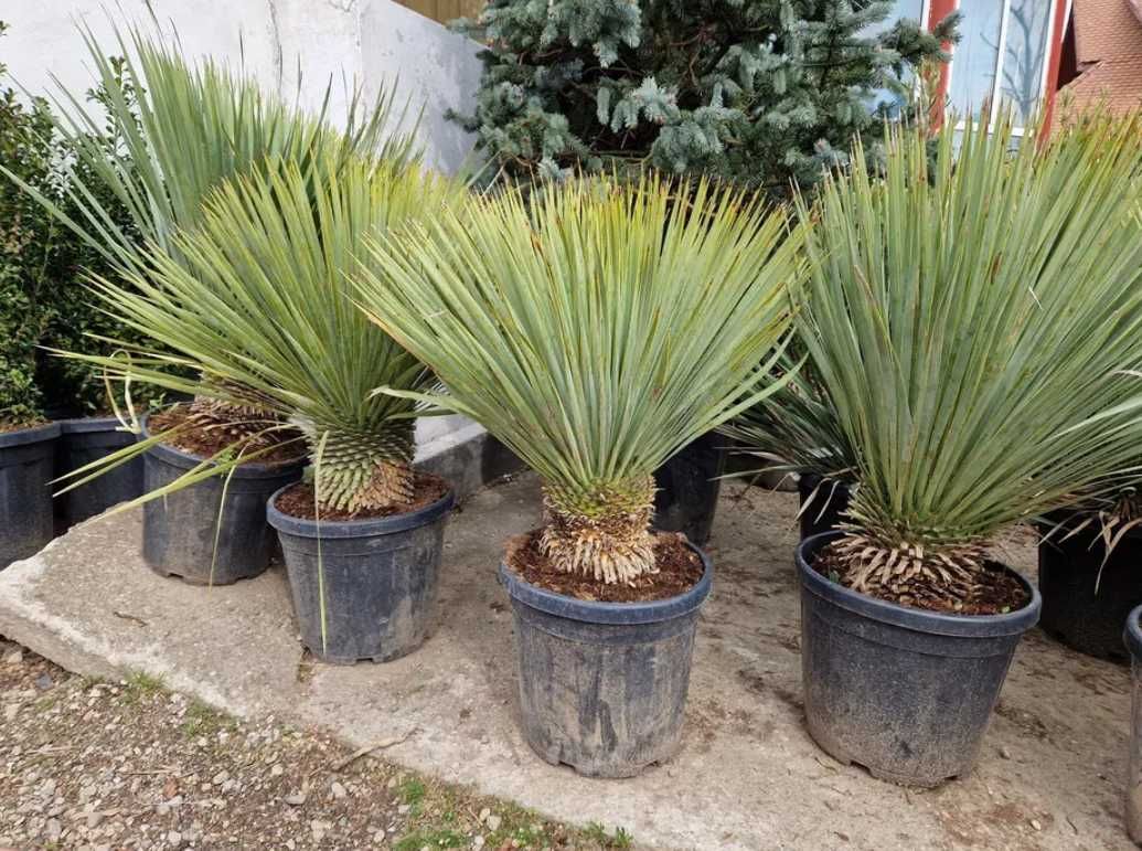 Yucca rostrata ( plante ornamentale ) Palmieri, magnolia etc