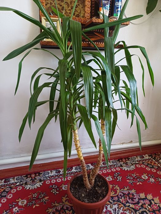 Комнатный цветок - юкка. Продам