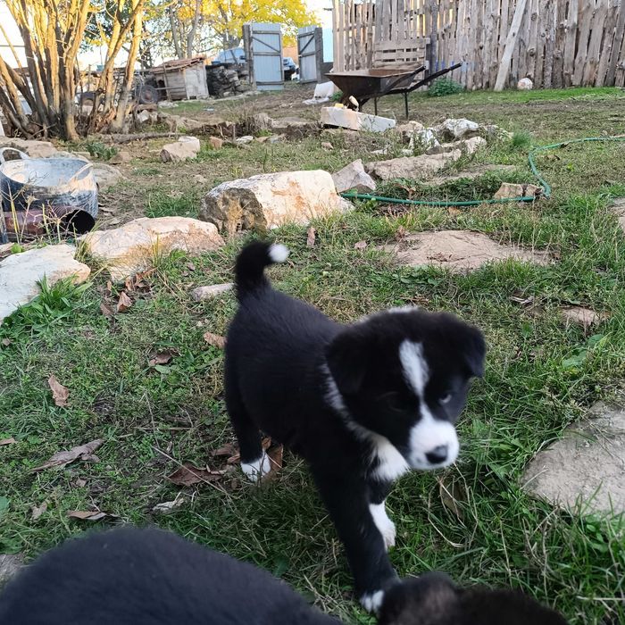 Малки кученца за подаряване