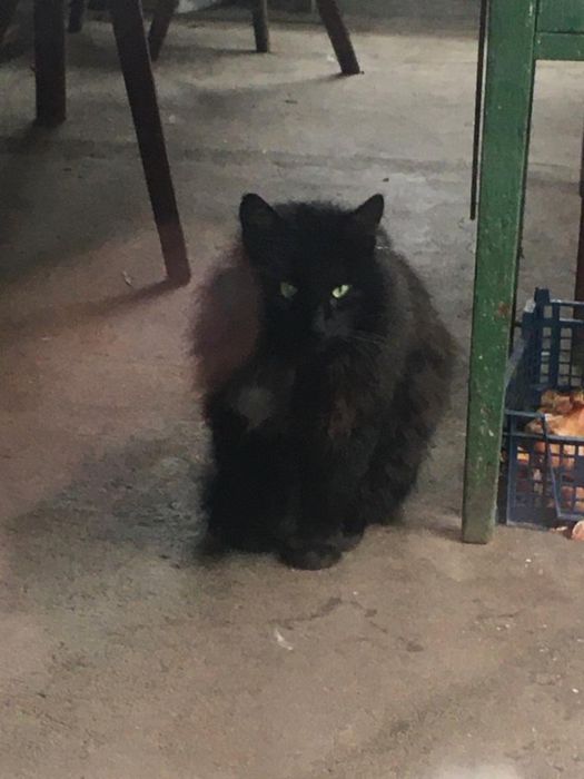 Pisici frumoase pentru adoptie