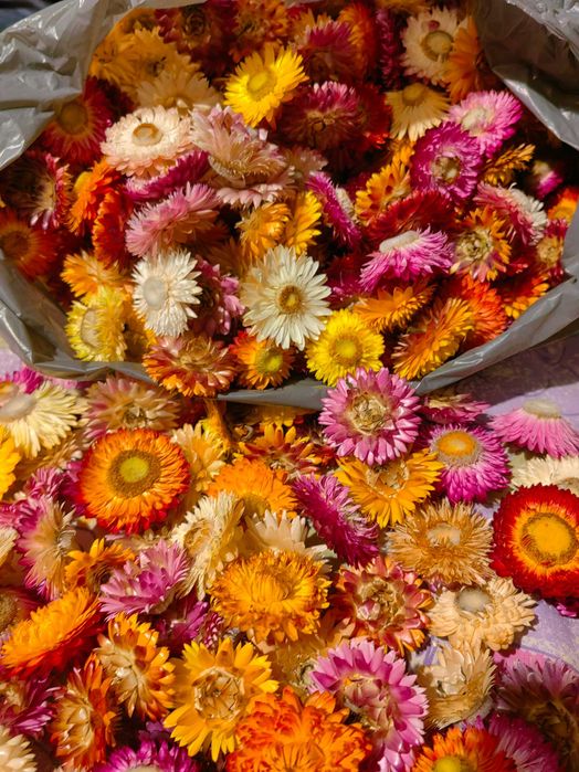 Imortele flori nemuritoare