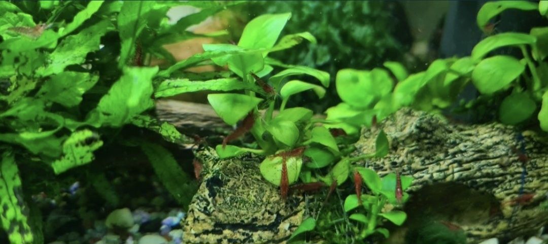 Rame stupi cladite, creveți red sacura, acvarii 110 și 26 litri