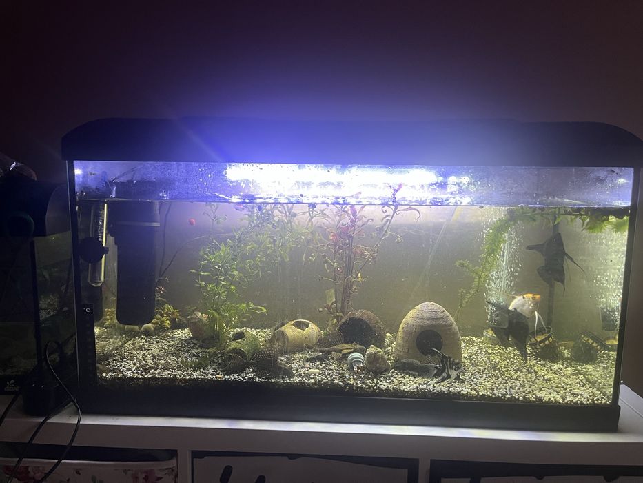 Acvariu 110lt cu peşti