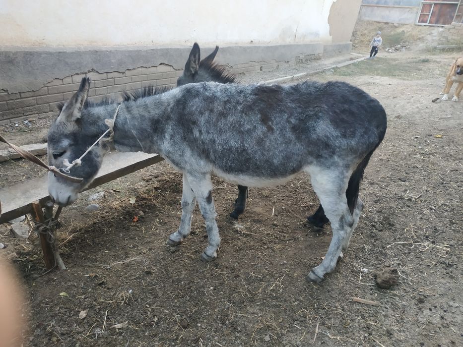 Eshak sotiladi ona bola