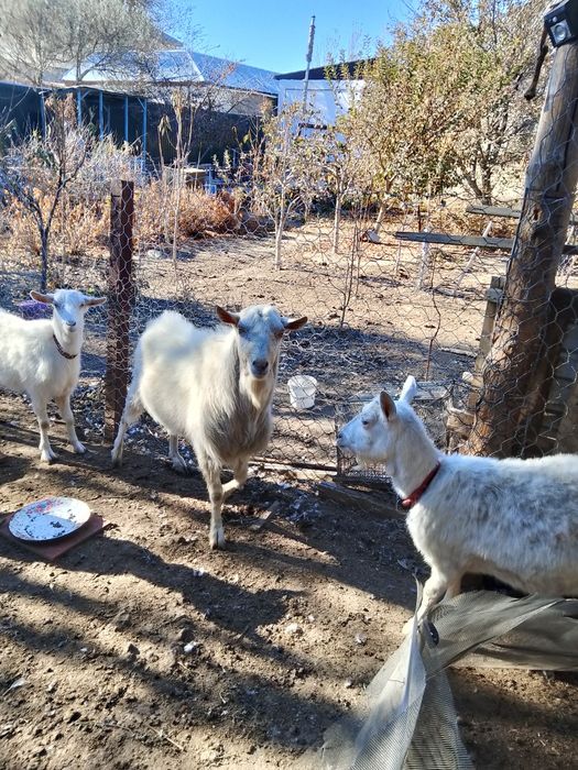 Зааненский ешки сатылады