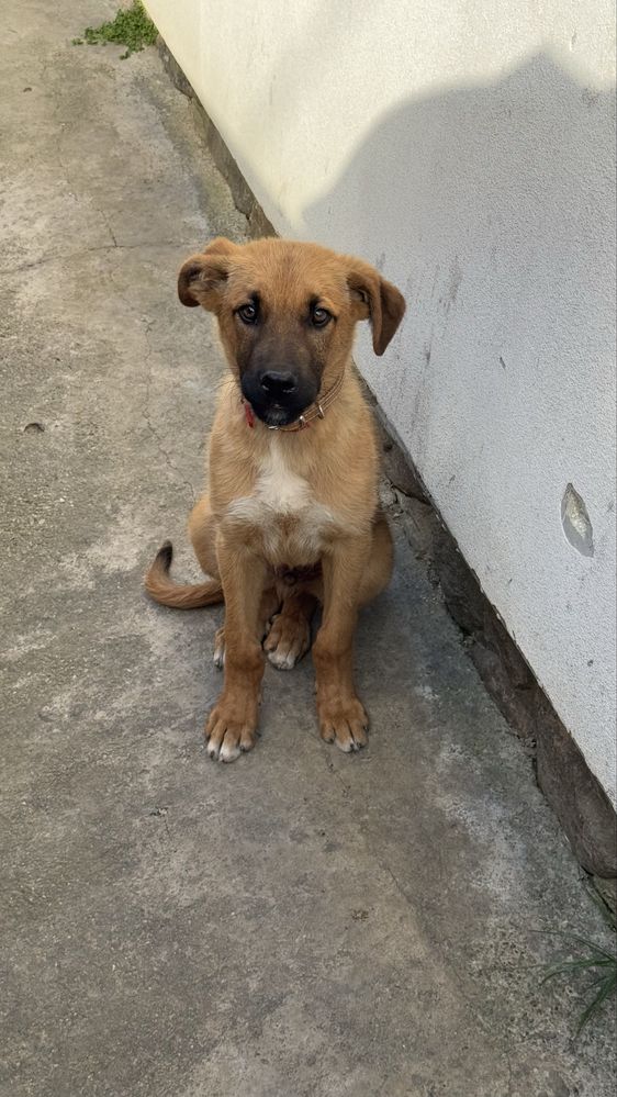 Jerry cauta stapan | adoptie caine