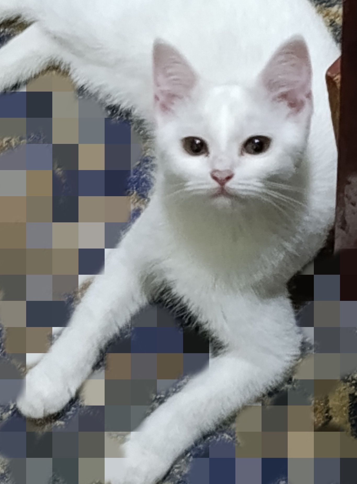 Mushuklar sotilad