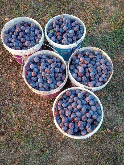 Pălincă de prune de toamnă.