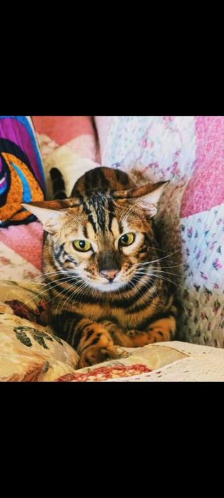 Отдам в добрые руки