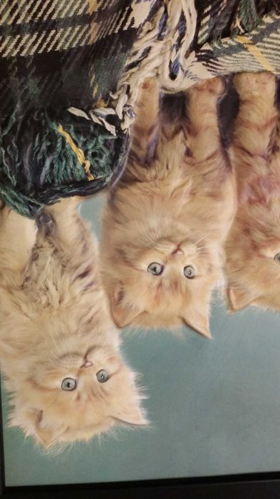 Много сладки котенца с хубави сини очички. Идеална картина за деца.