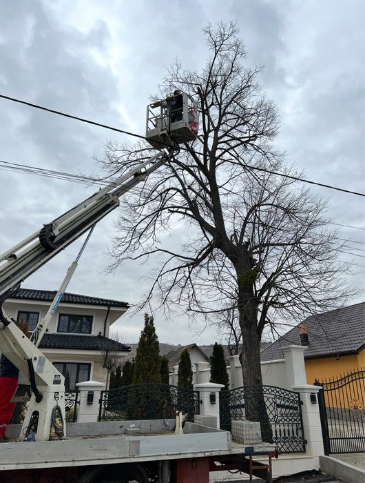Toaletare arbori înalți