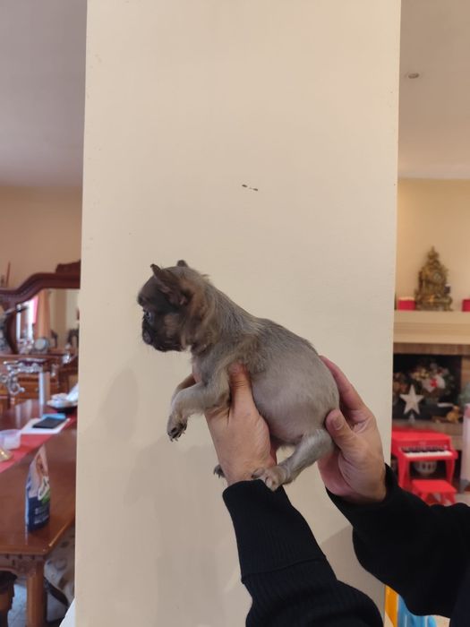 Bulldog Francez Fluffy  – pui rar, blană lungă, aspect deose