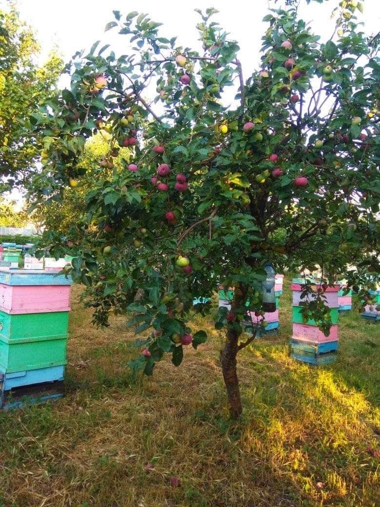 Пчелен мед био от производител