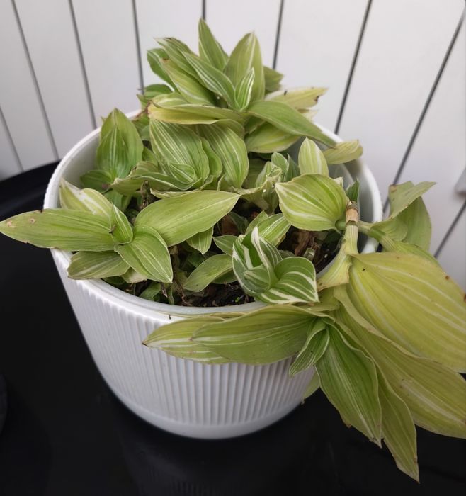 Пълзящи стайни цветя