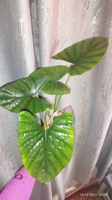 Продается Шикарная Алоказия Лукиван