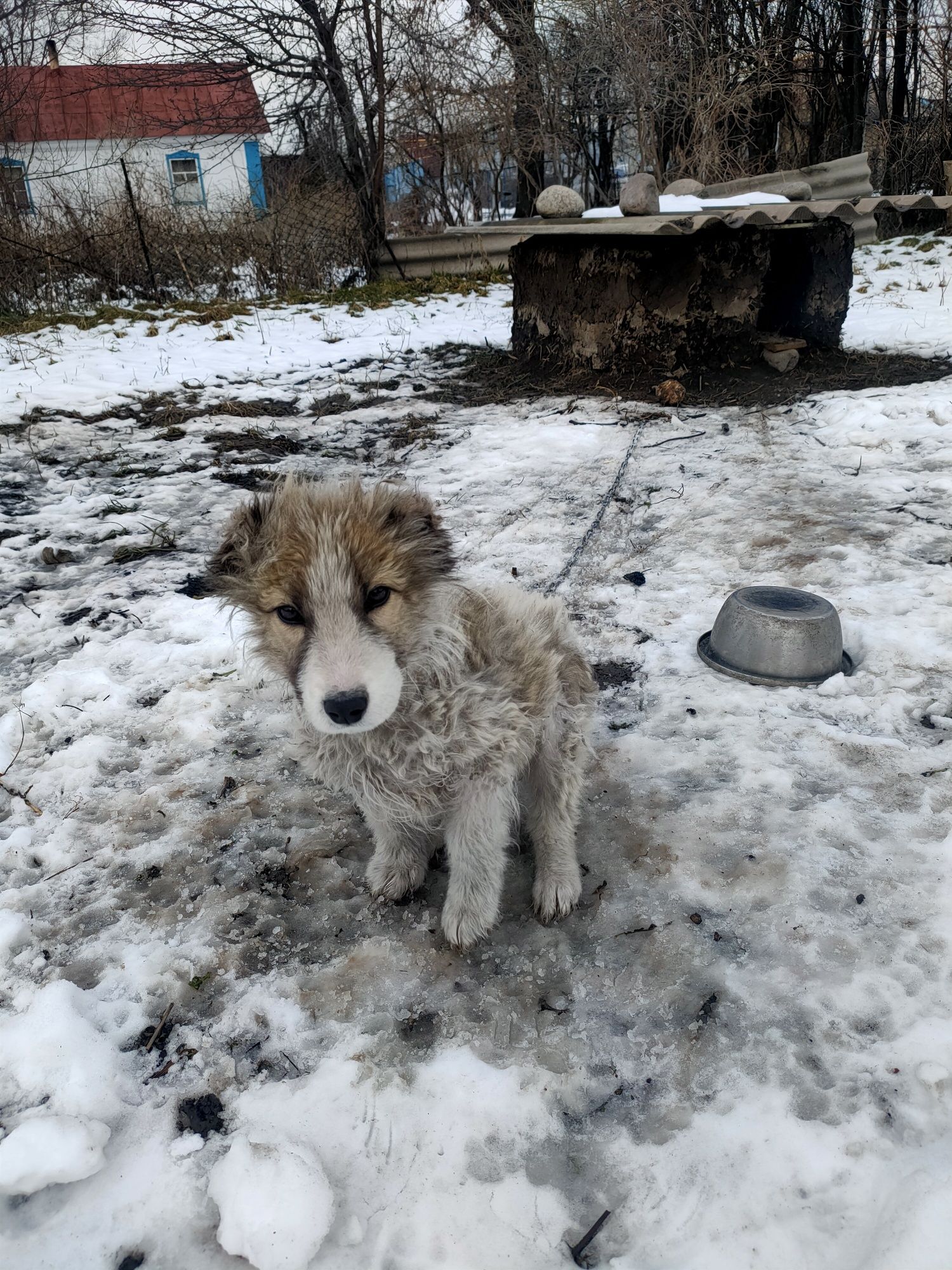 Щенок крупный  4 месяцев