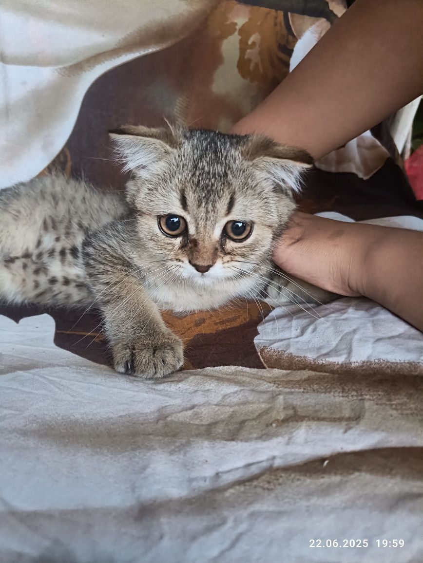 Mushu bolasi zalataya shilshila zotli 3 oyli