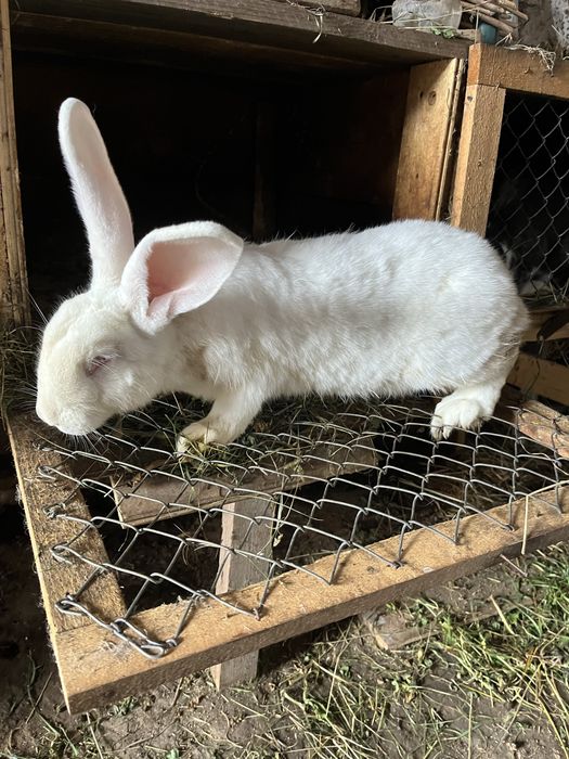 Vand iepurasi mici - mari