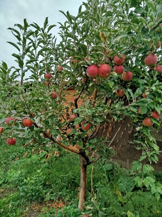 Яблоки  на продажу