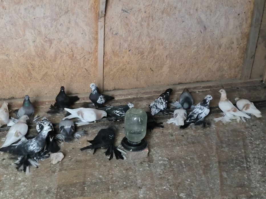 Молодые, рябоголовые, Сочи продаются-10 тыс голова